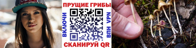площадка состав  купить закладку  Мончегорск  Псилоцибиновые грибы Psilocybine cubensis 